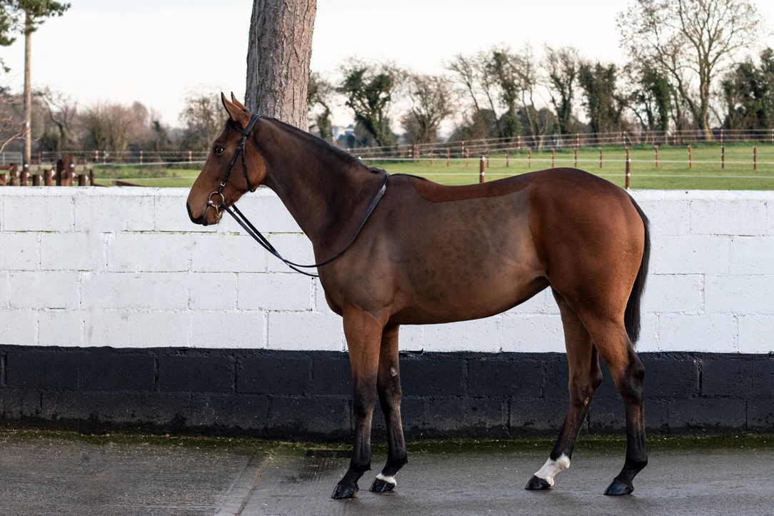 2017 Fastnet Rock Filly ex Celestial Bow